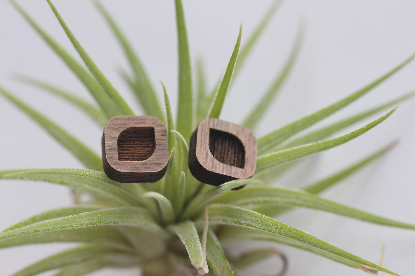 Walnut Swoop Studs