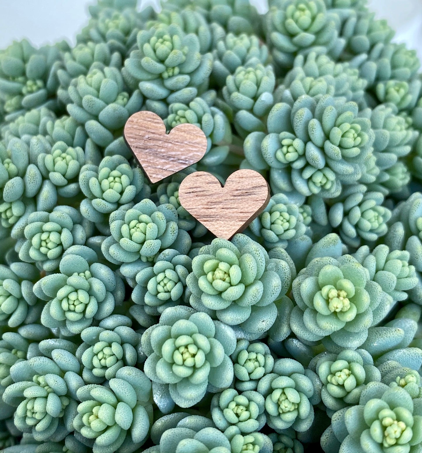 Walnut Heart Studs